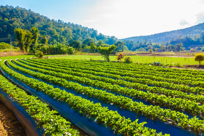 Sector Agrícola